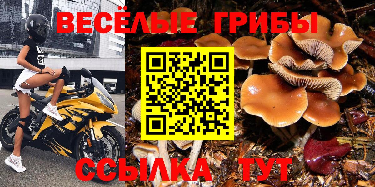 Галлюциногенные грибы мицелий Новокубанск